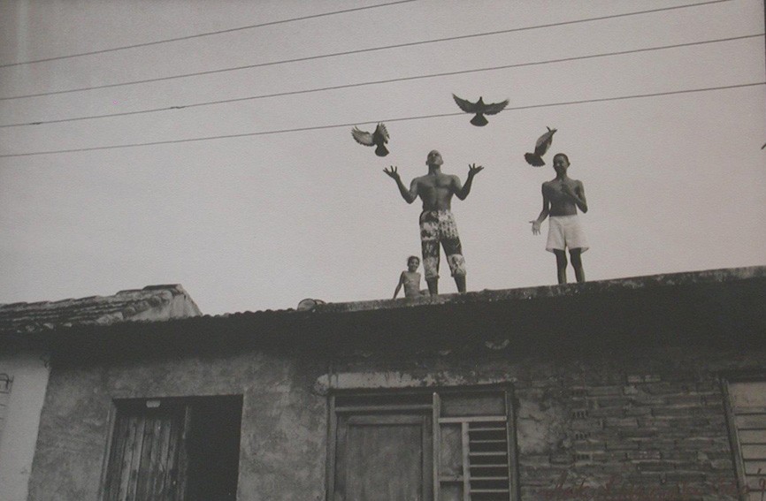 Alastair Mc Naughton, Jongleur aux oiseaux Alastair Mc Naughton, Jongleur aux oiseaux