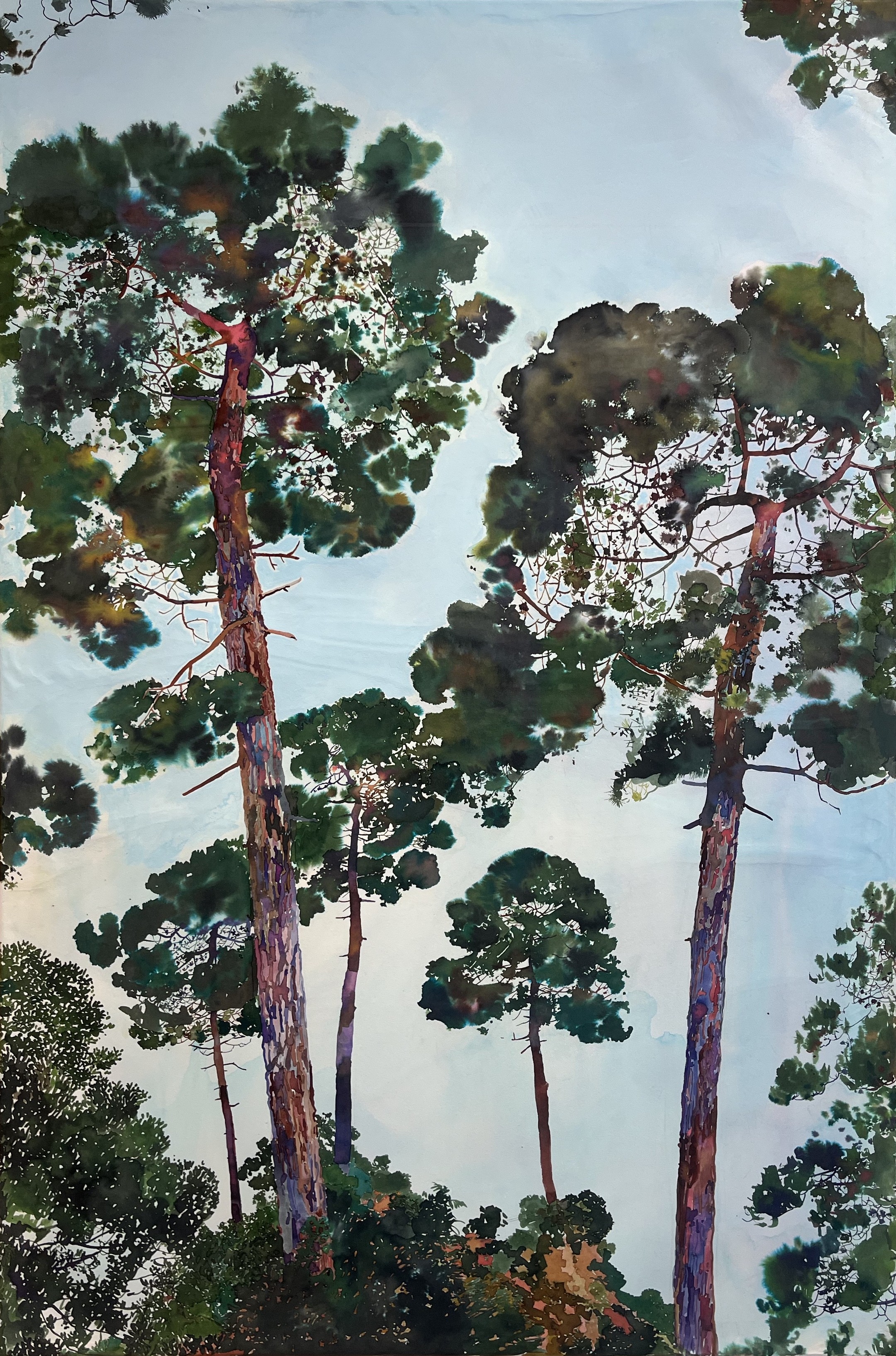 Sébastien Mahon, Pinus truculentus Sébastien Mahon, Pinus truculentus
