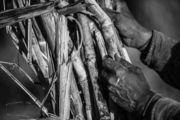 Fotografien, Transience, The Sugar Project, Amrita Bilimoria