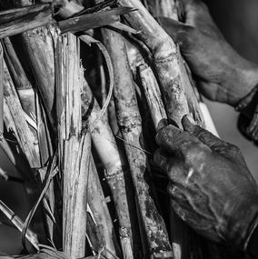 Fotografía, Transience, The Sugar Project, Amrita Bilimoria