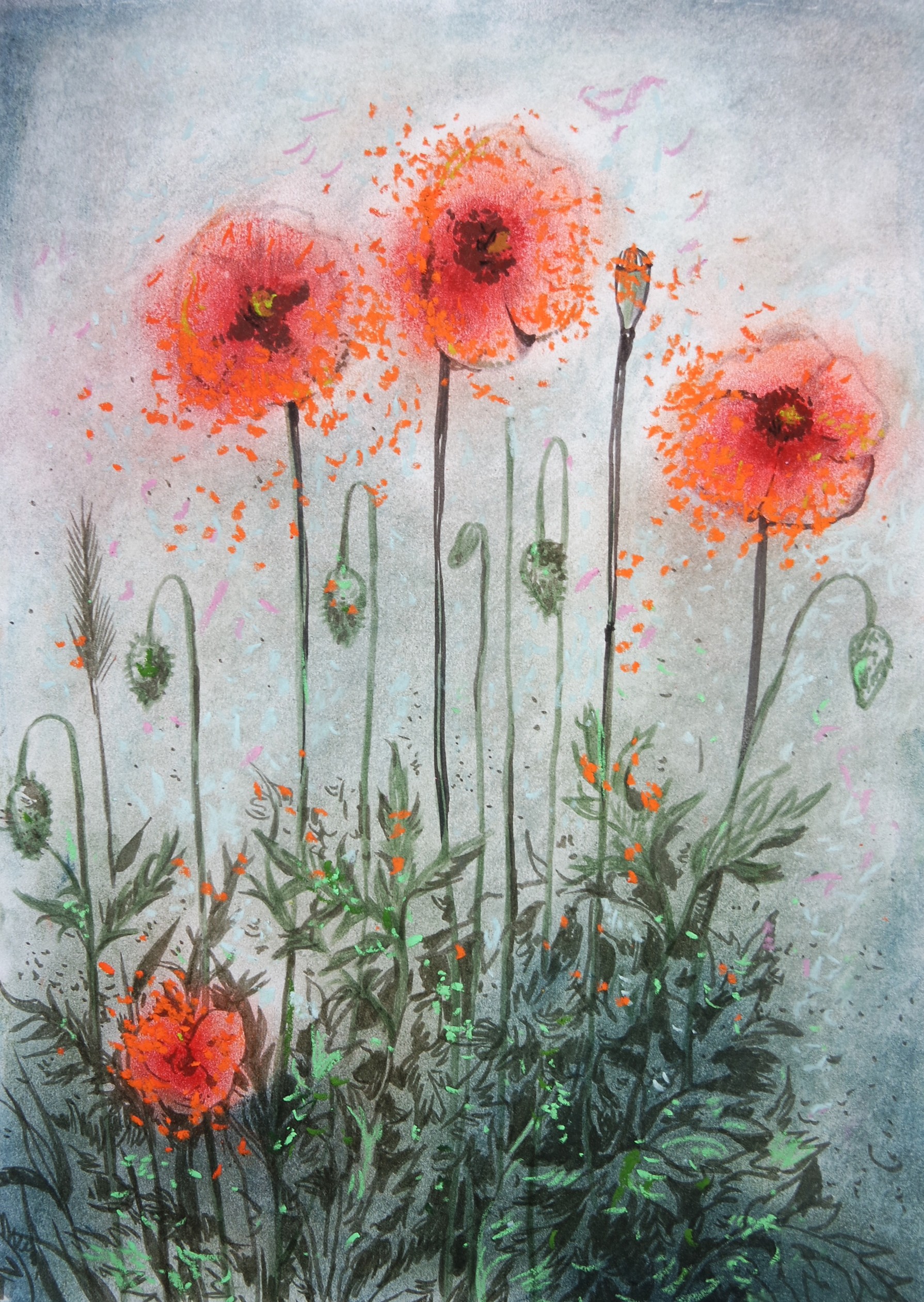 Galya Popova, Mohn Galya Popova, Mohn