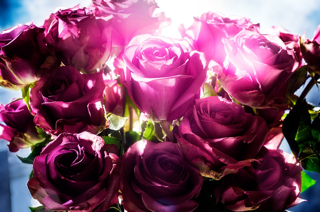 David Drebin, Spotting Rose (Lightbox) David Drebin, Spotting Rose (Lightbox)
