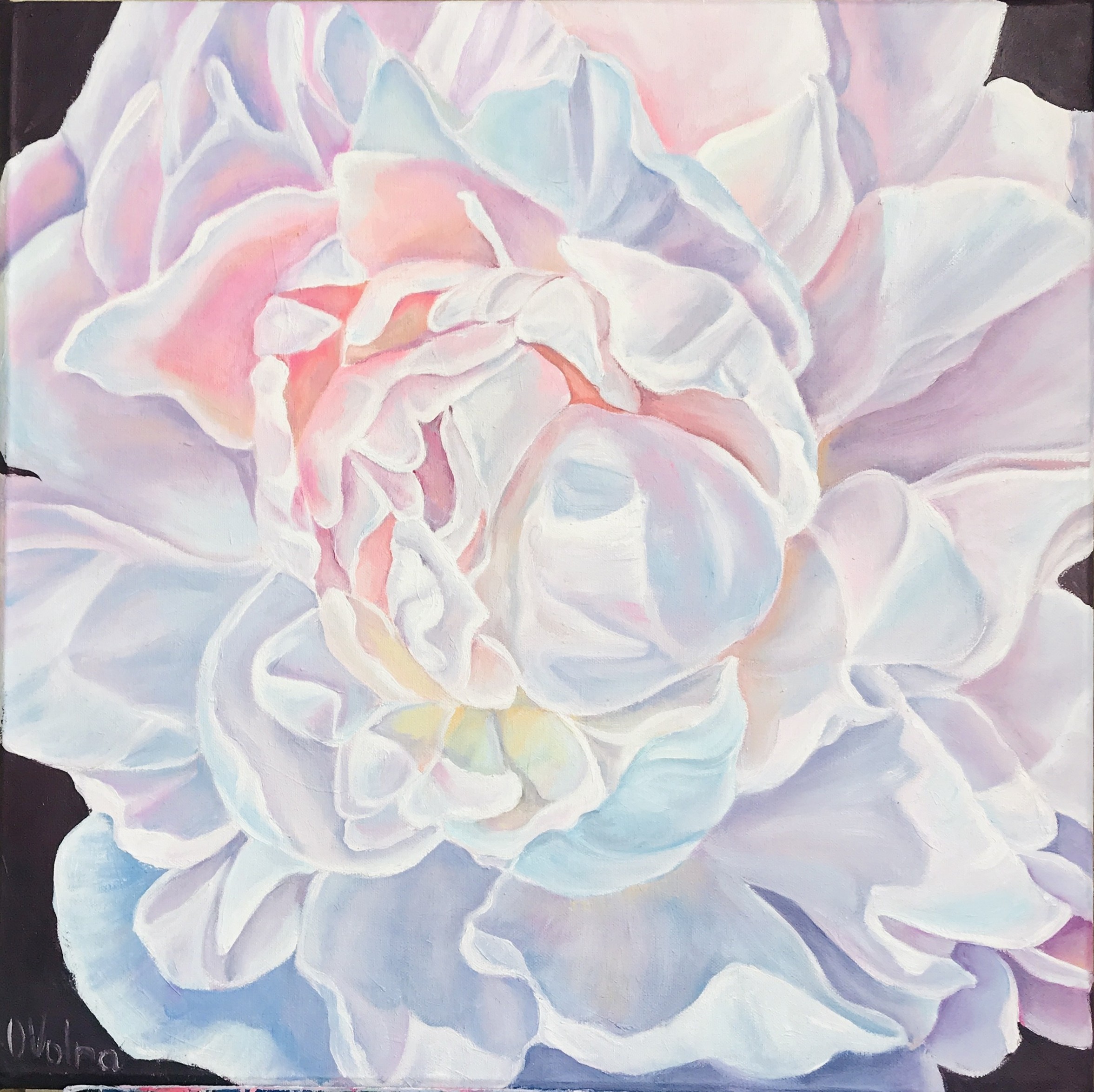 Olga Volna, Morning Peony Olga Volna, Morning Peony