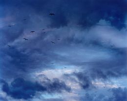 Fotografía, Birds (M), David Drebin