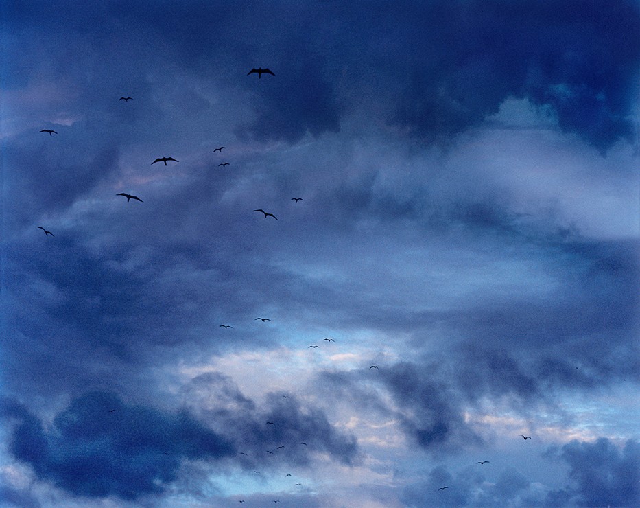 David Drebin, Birds (Lightbox) David Drebin, Birds (Lightbox)