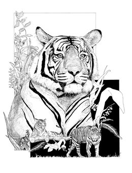 Fine Art Drawings, Tigres, Guillaume Piot