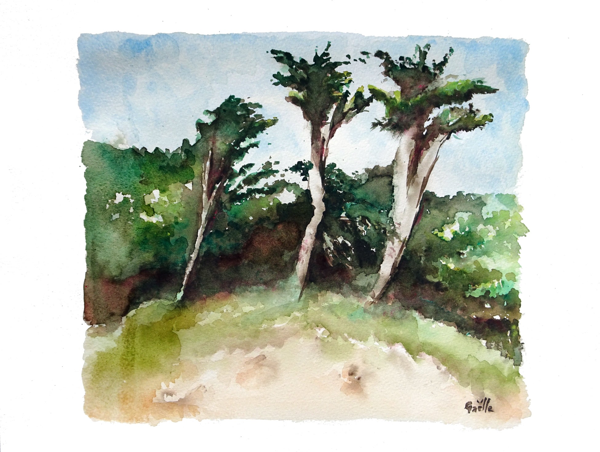 Gaelle Beyaert, Les pins de Vendée Gaelle Beyaert, Les pins de Vendée