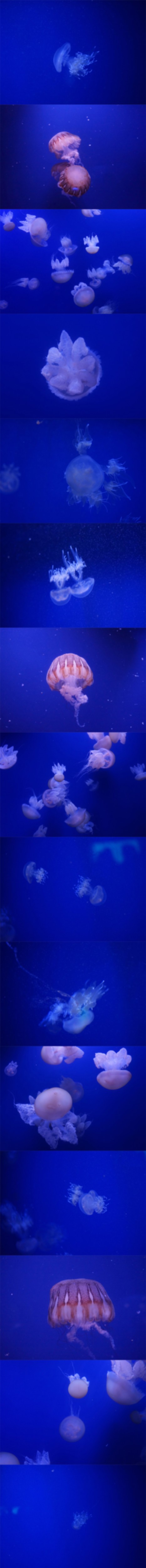 Jenny Owens, Jellyfish Jenny Owens, Jellyfish