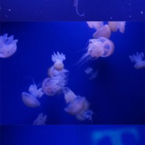 Fotografien, Jellyfish, Jenny Owens