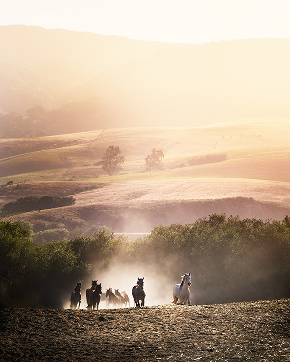 David Drebin, Morning Glory (L) David Drebin, Morning Glory (L)