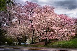 Photographie, Pink Parkway (M), David Drebin