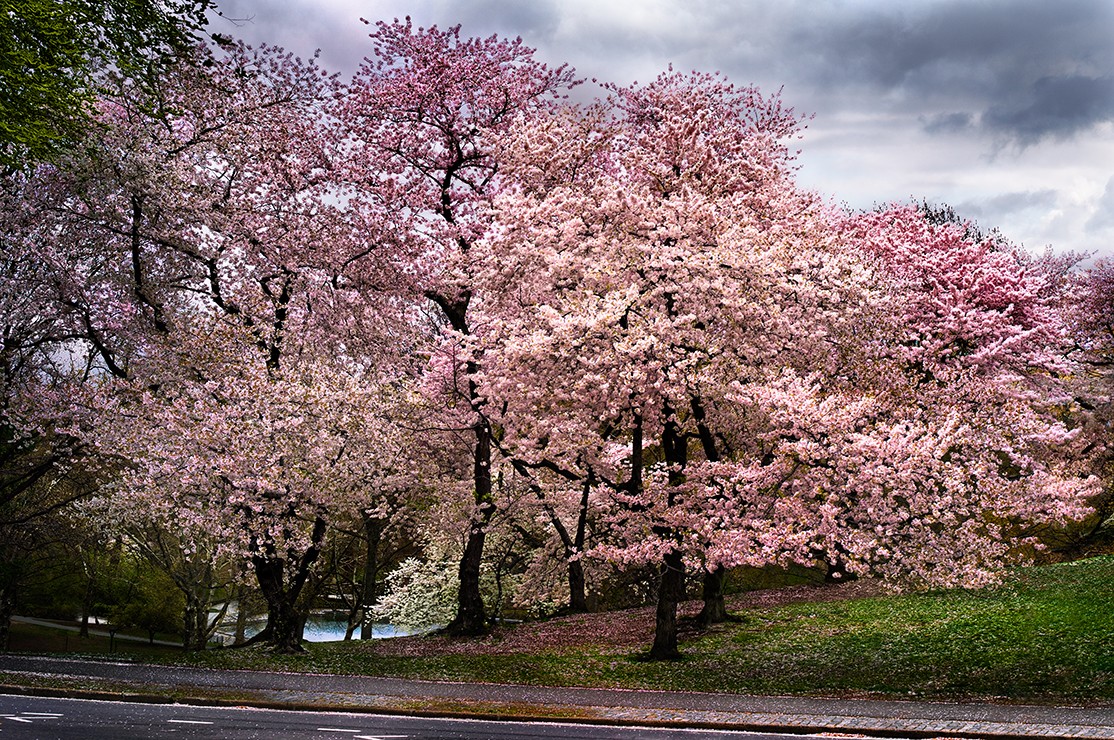 David Drebin, Pink Parkway (Lightbox) David Drebin, Pink Parkway (Lightbox)