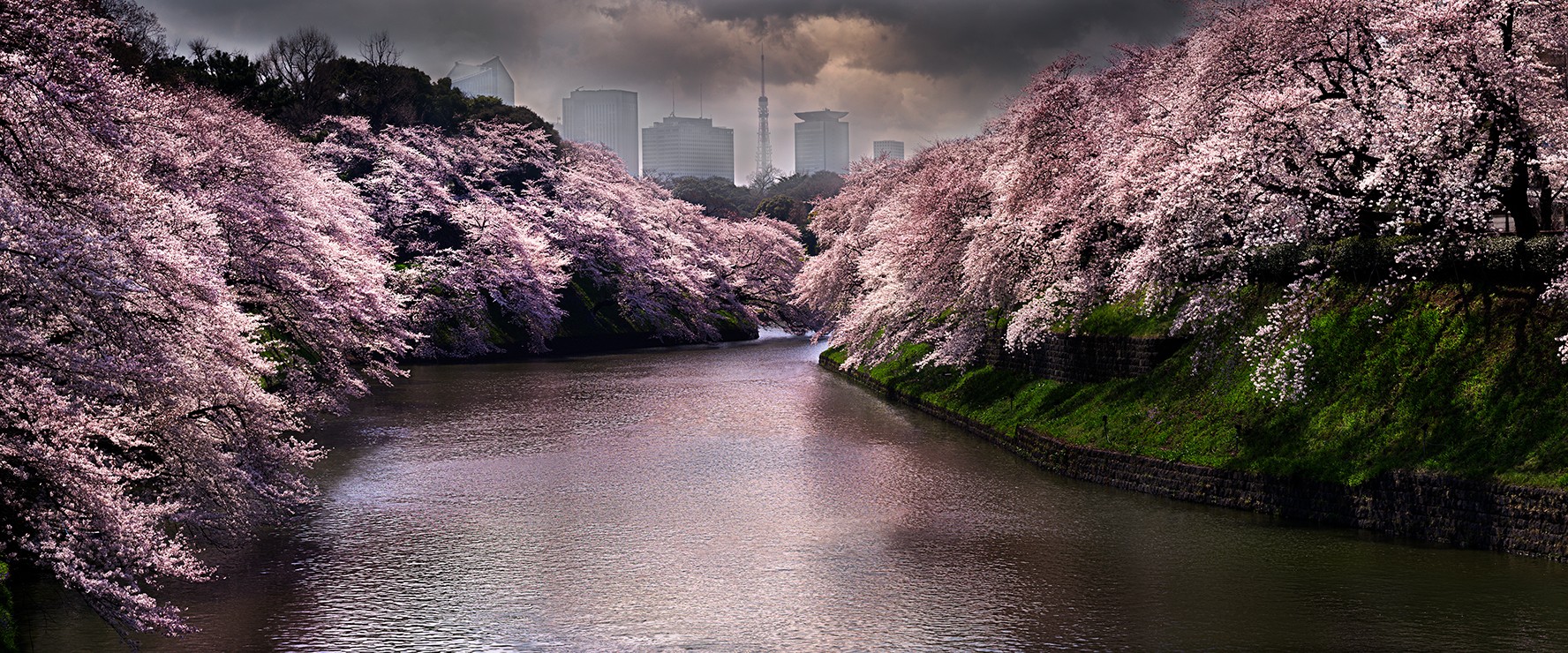 David Drebin, Pink Spring (Lightbox) David Drebin, Pink Spring (Lightbox)