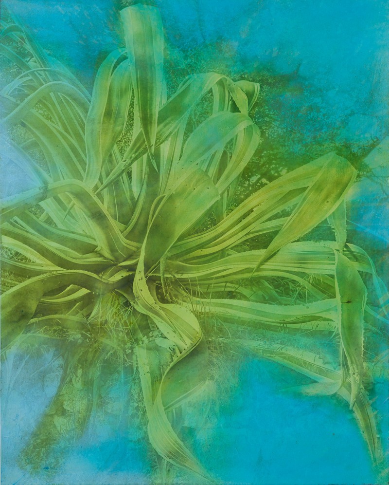 Alfons Alt, Agave Massena Alfons Alt, Agave Massena