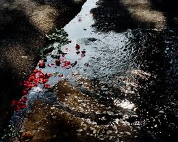 Fotografía, Roses (Lightbox), David Drebin