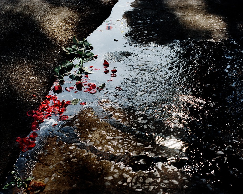 David Drebin, Roses (Lightbox) David Drebin, Roses (Lightbox)