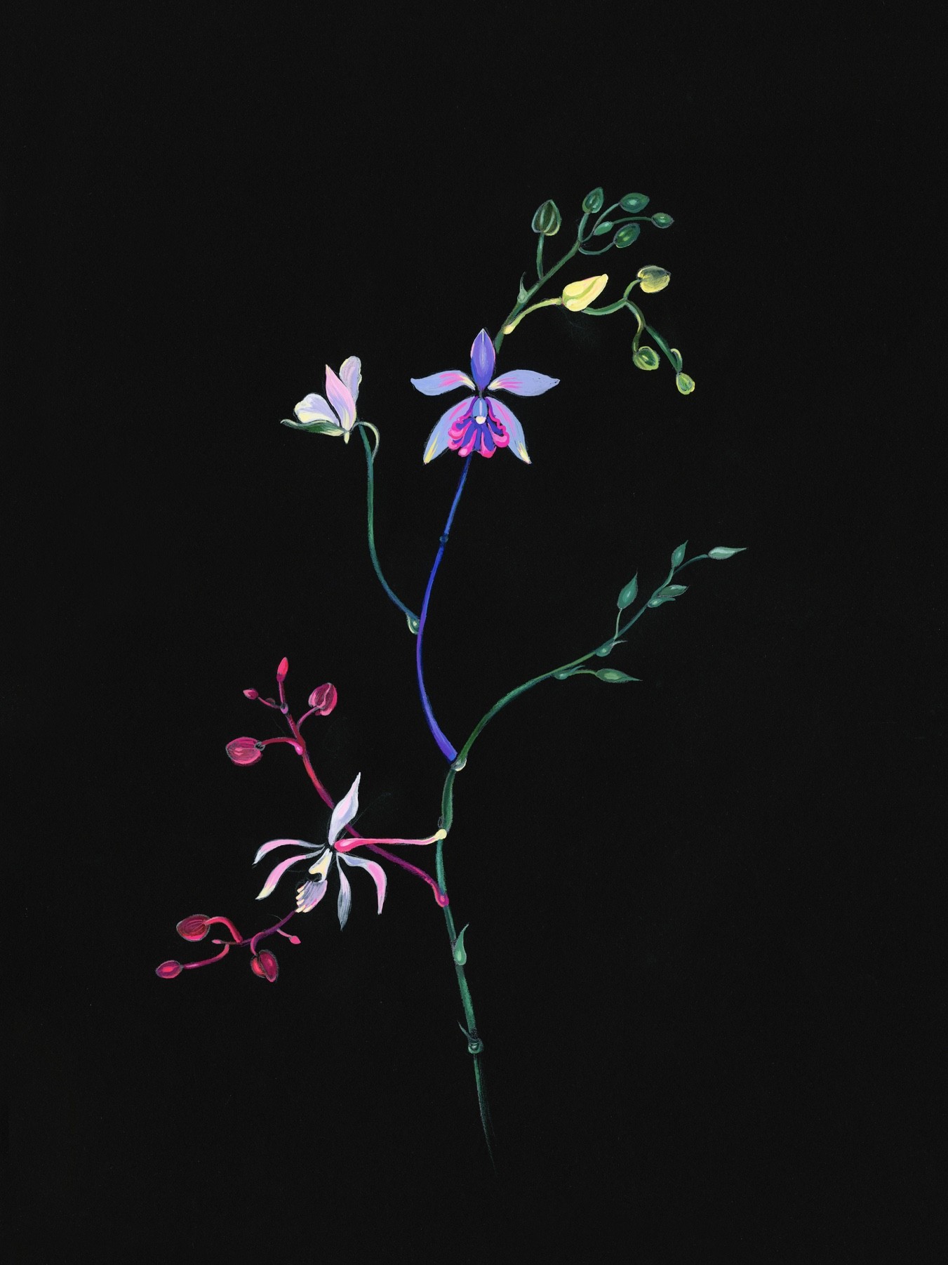 Rolanda Jongerius, Rainbow flowers Rolanda Jongerius, Rainbow flowers