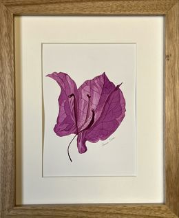 Fine Art Drawings, Bougainvillea dry flower + frame, Iryna Antoniuk