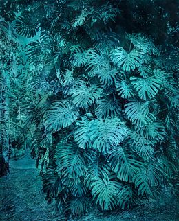 Peinture, Monstera, Alfons Alt