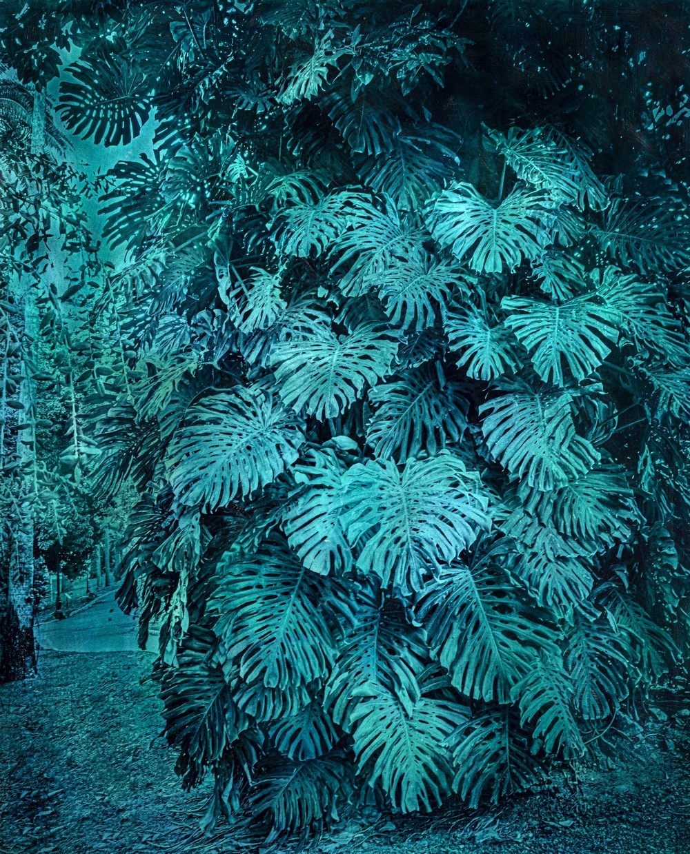 Alfons Alt, Monstera Alfons Alt, Monstera