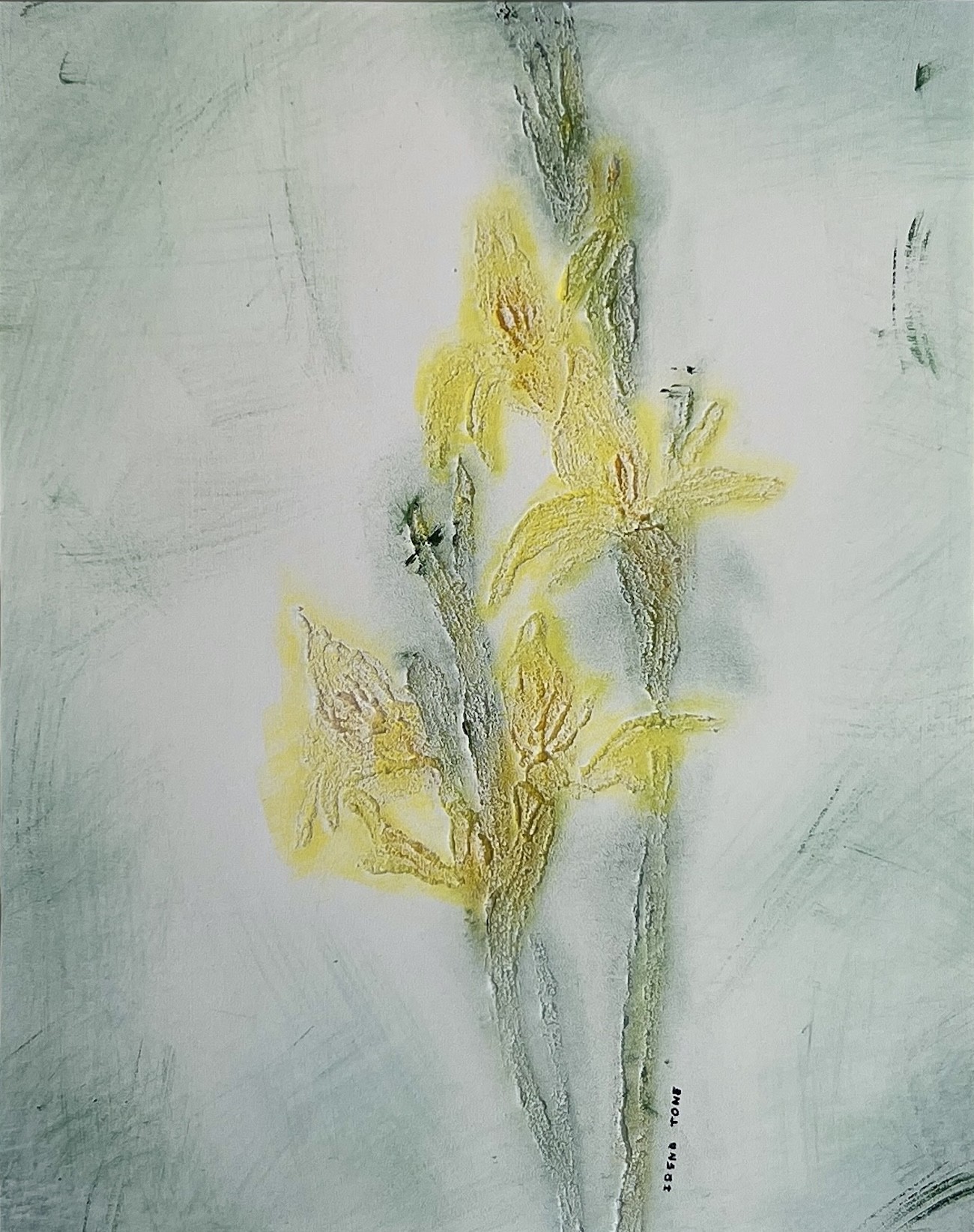 Irena Tone, Gladiolus Irena Tone, Gladiolus