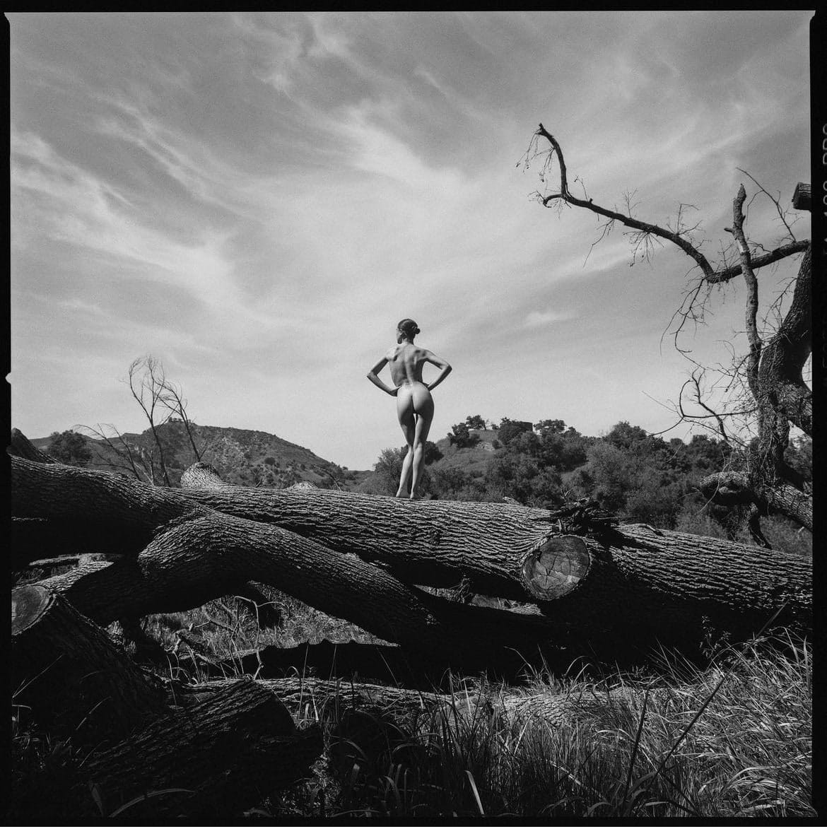 Tyler Shields, The Tree Trunk (XL) Tyler Shields, The Tree Trunk (XL)