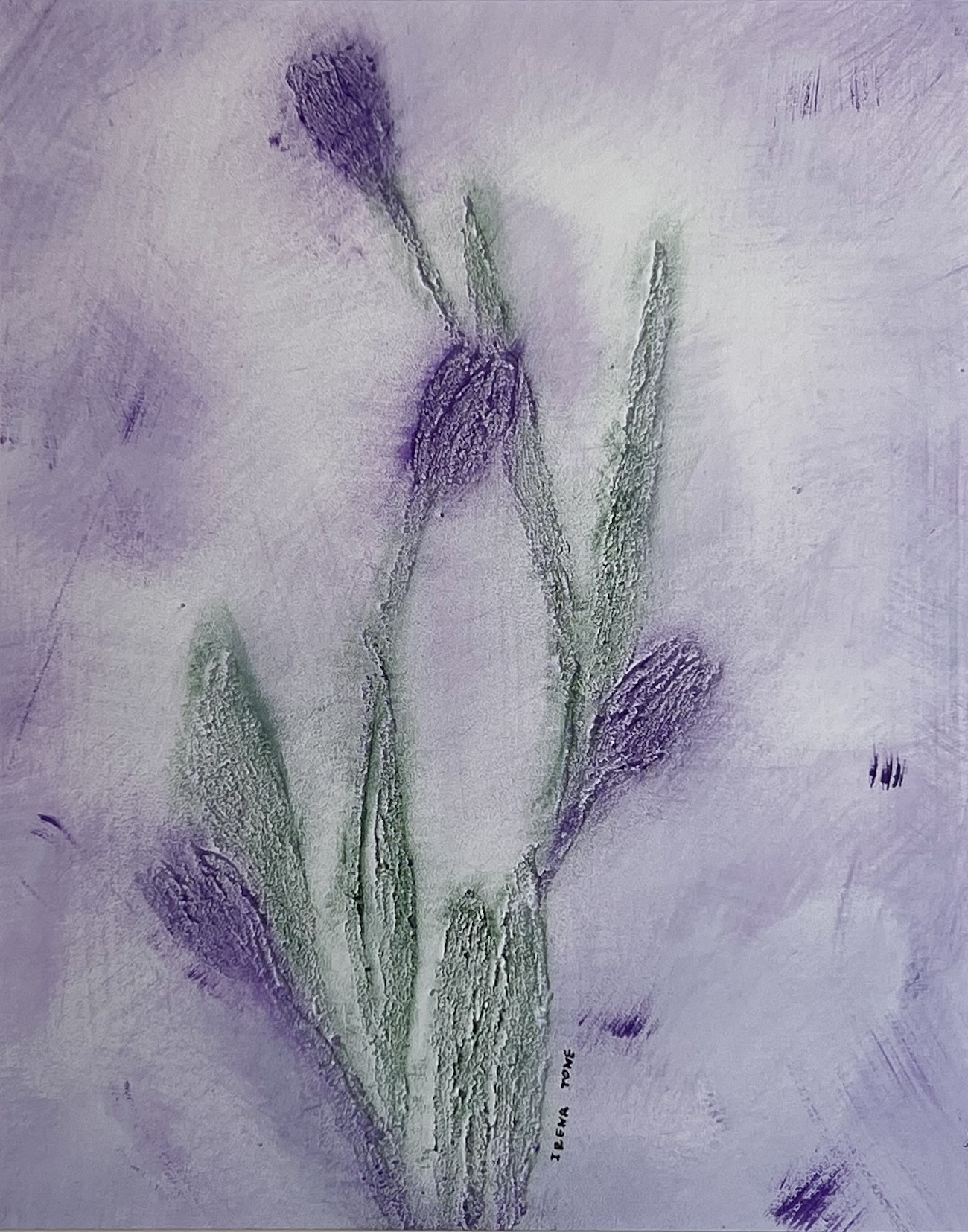 Irena Tone, Tulip Irena Tone, Tulip