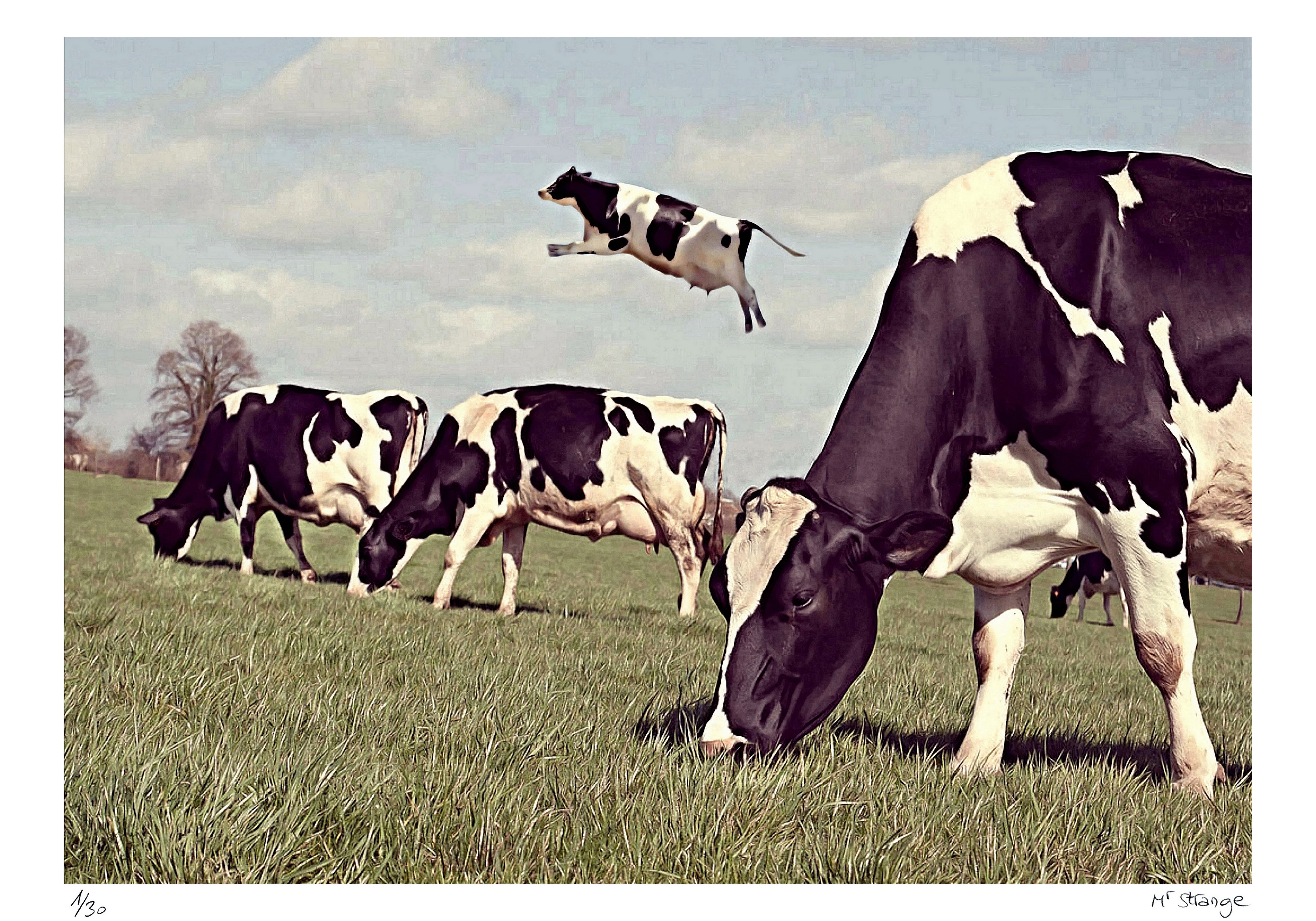 Jean-Marie Gitard (Mr Strange), Toutes les Vaches ne Broutent pas Jean-Marie Gitard (Mr Strange), Toutes les Vaches ne Broutent pas