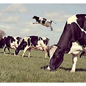 Drucke, Toutes les Vaches ne Broutent pas, Jean-Marie Gitard (Mr Strange)