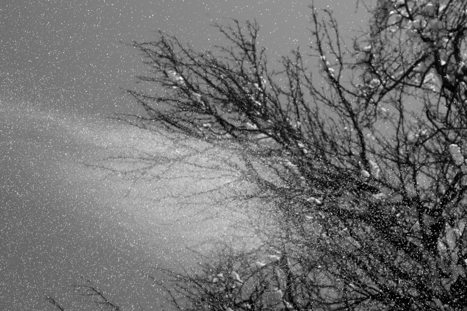 Nino Alavidze, Snow singing Nino Alavidze, Snow singing