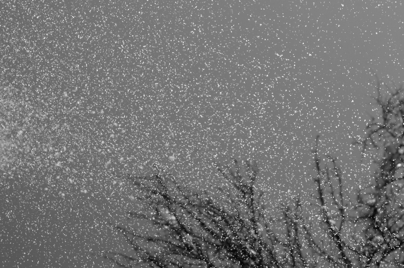 Nino Alavidze, Snow singing Nino Alavidze, Snow singing