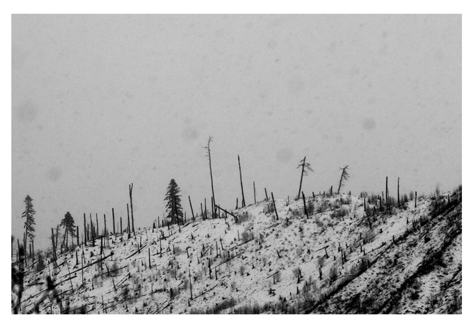 Nino Alavidze, Forest grave, From the series winter soul Nino Alavidze, Forest grave, From the series winter soul