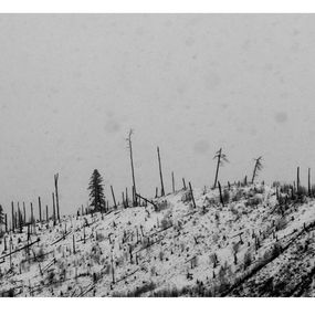 Photographie, Forest grave form the series winter soul, Nino Alavidze