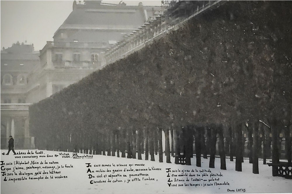 Frédéric Bourret, A l’âme des arbres Frédéric Bourret, A l’âme des arbres