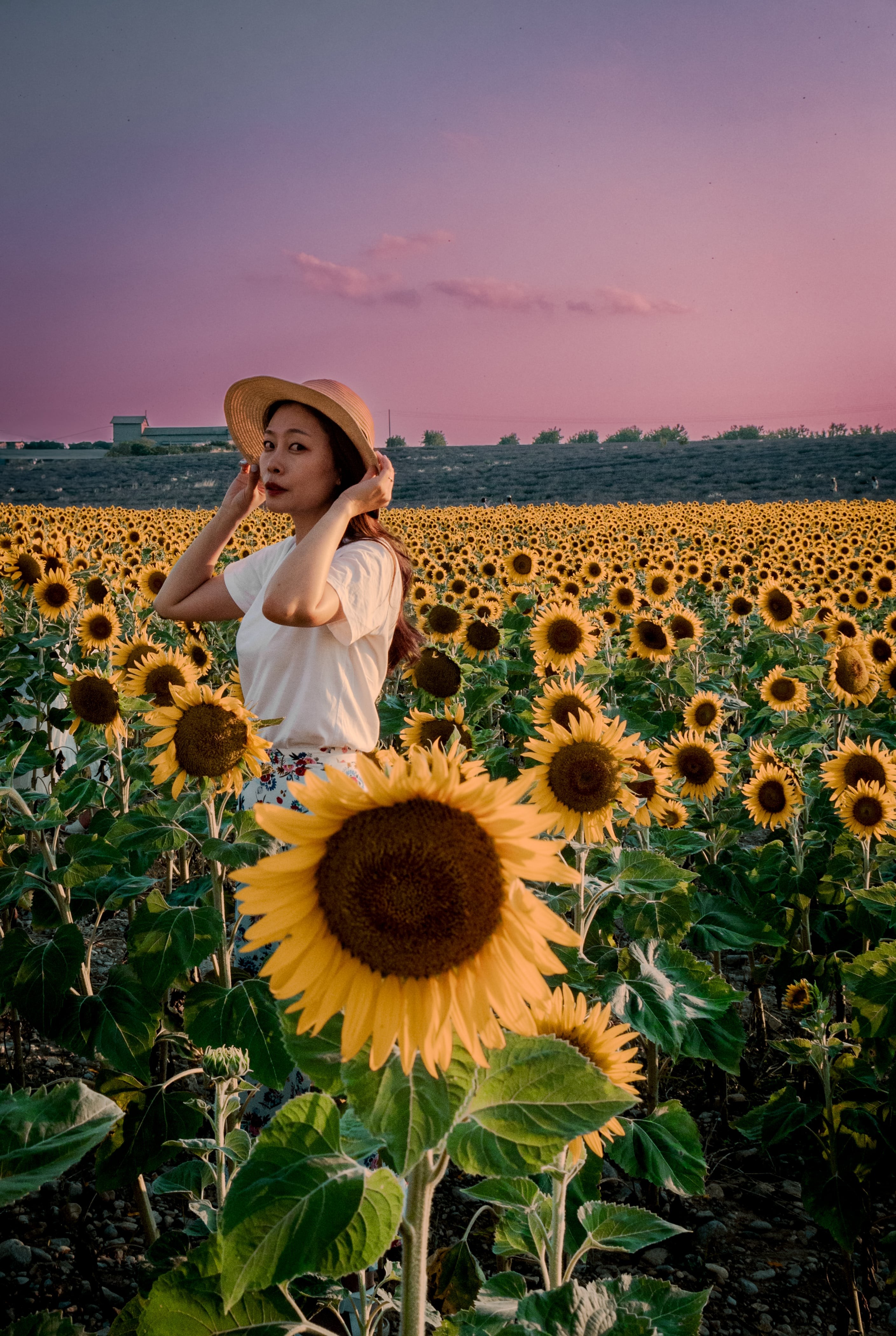 Rodrigo, Sunflowers Rodrigo, Sunflowers