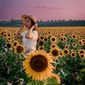 Fotografien, Sunflowers, Rodrigo
