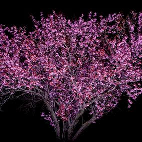 Photography, Almond Tree#1- Portrait of Trees series, Patrick Desgraupes