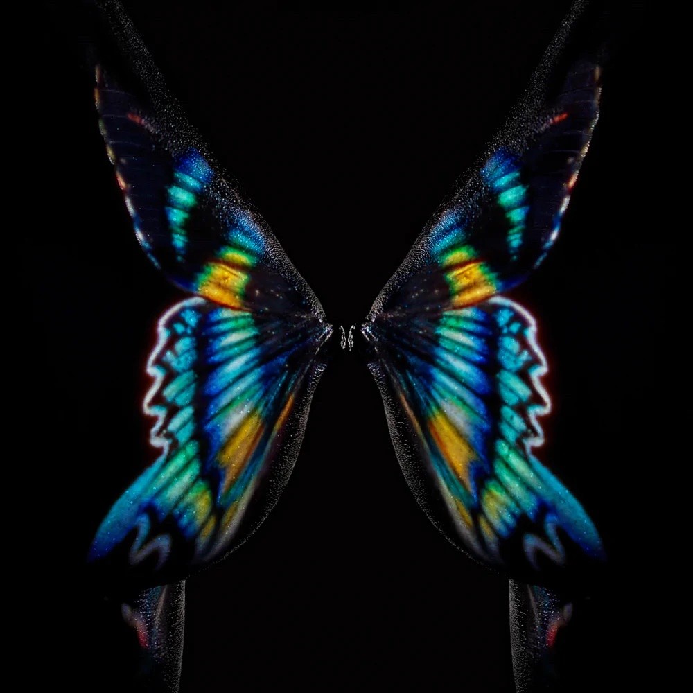 Giuliano Bekor, Butterfly or Breast Giuliano Bekor, Butterfly or Breast