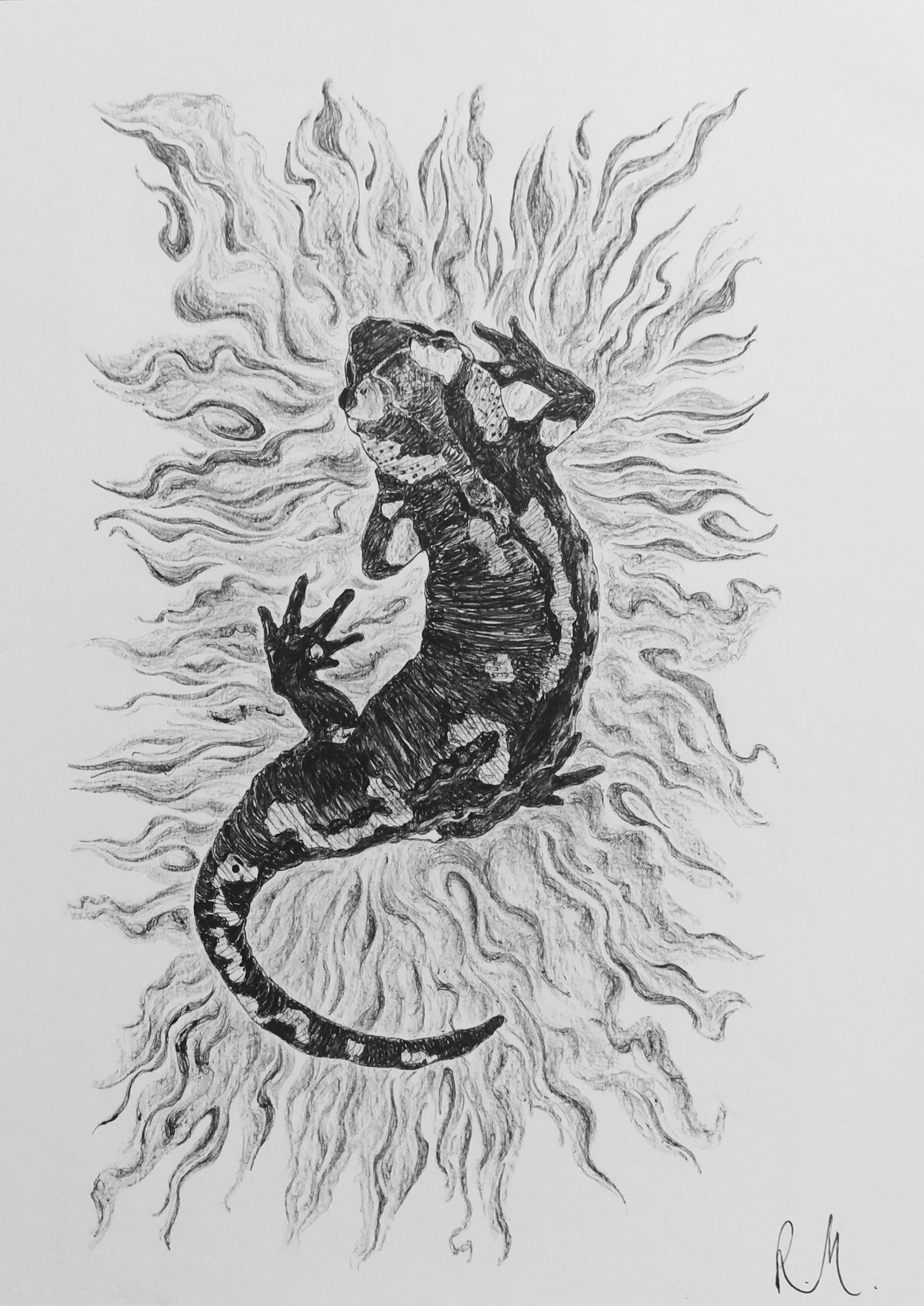 Rossella Mercedes, Salamandra Rossella Mercedes, Salamandra