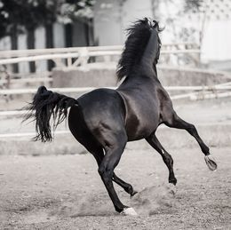 Fotografien, Horse II, Amrita Bilimoria