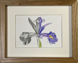 Fine Art Drawings, Garden iris flower, Iryna Antoniuk