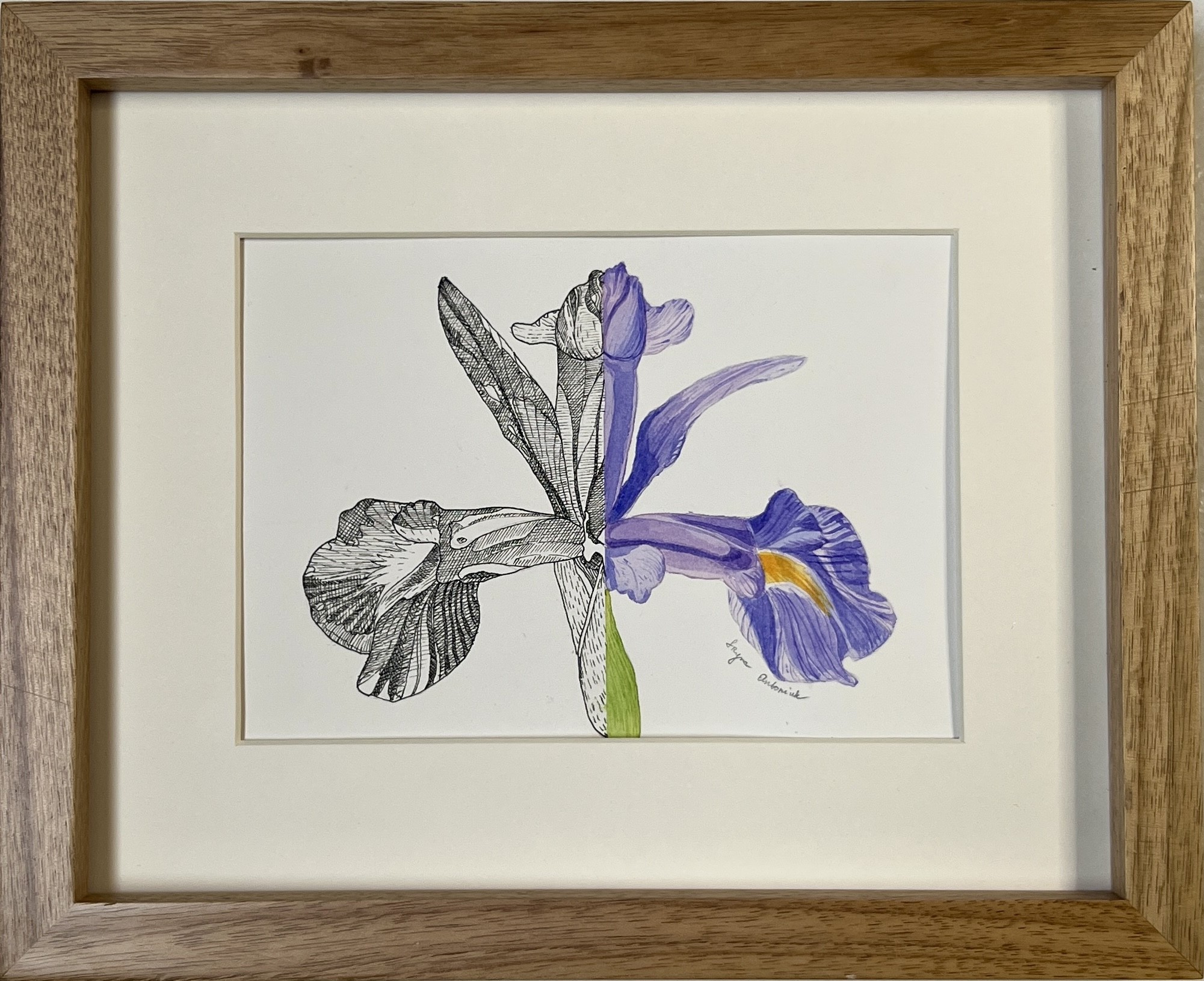 Iryna Antoniuk, Garden iris flower Iryna Antoniuk, Garden iris flower