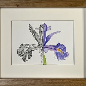 Fine Art Drawings, Garden iris flower, Iryna Antoniuk