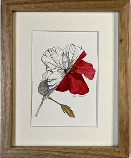 Zeichnungen, Garden hibiscus flower, Iryna Antoniuk