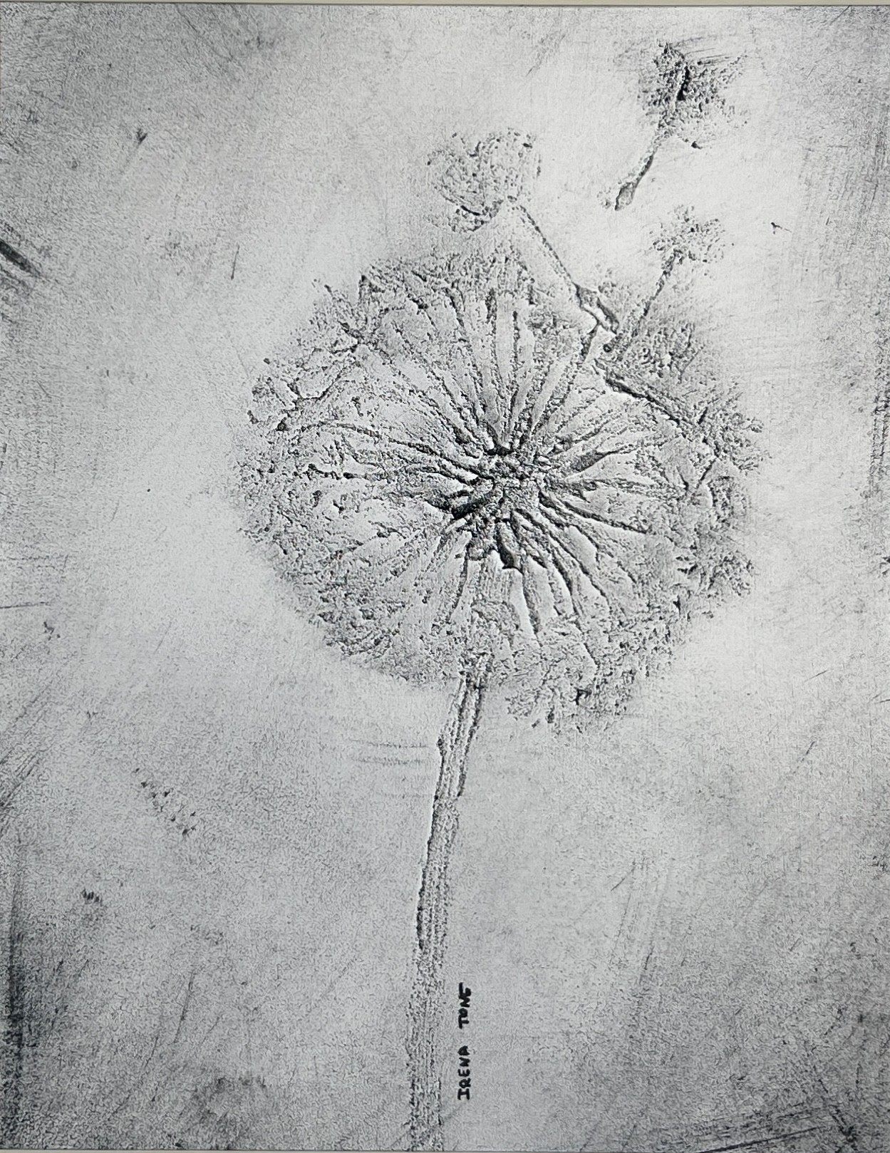 Irena Tone, Black & white dandelions Irena Tone, Black & white dandelions