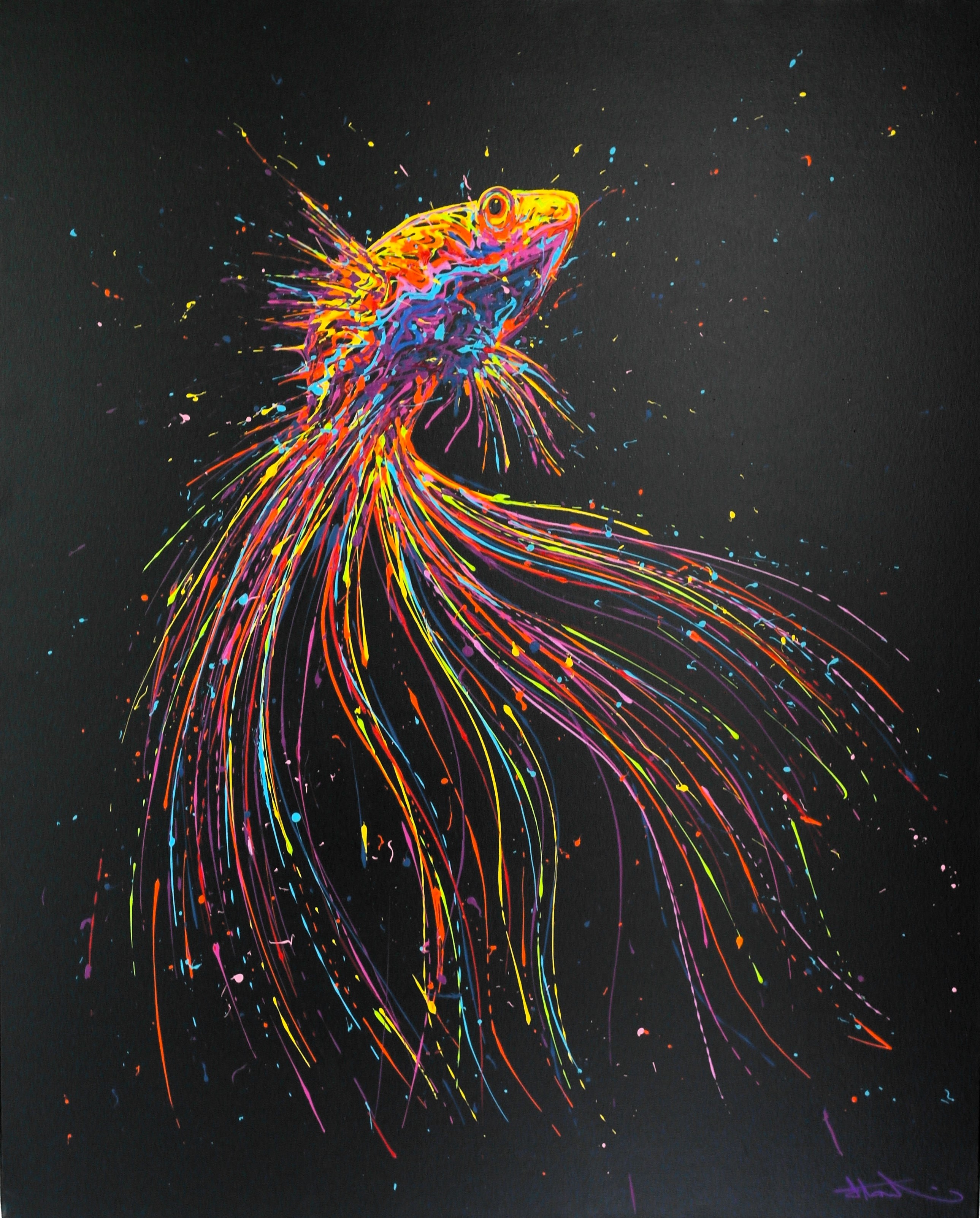 Flow, Betta splendens Flow, Betta splendens
