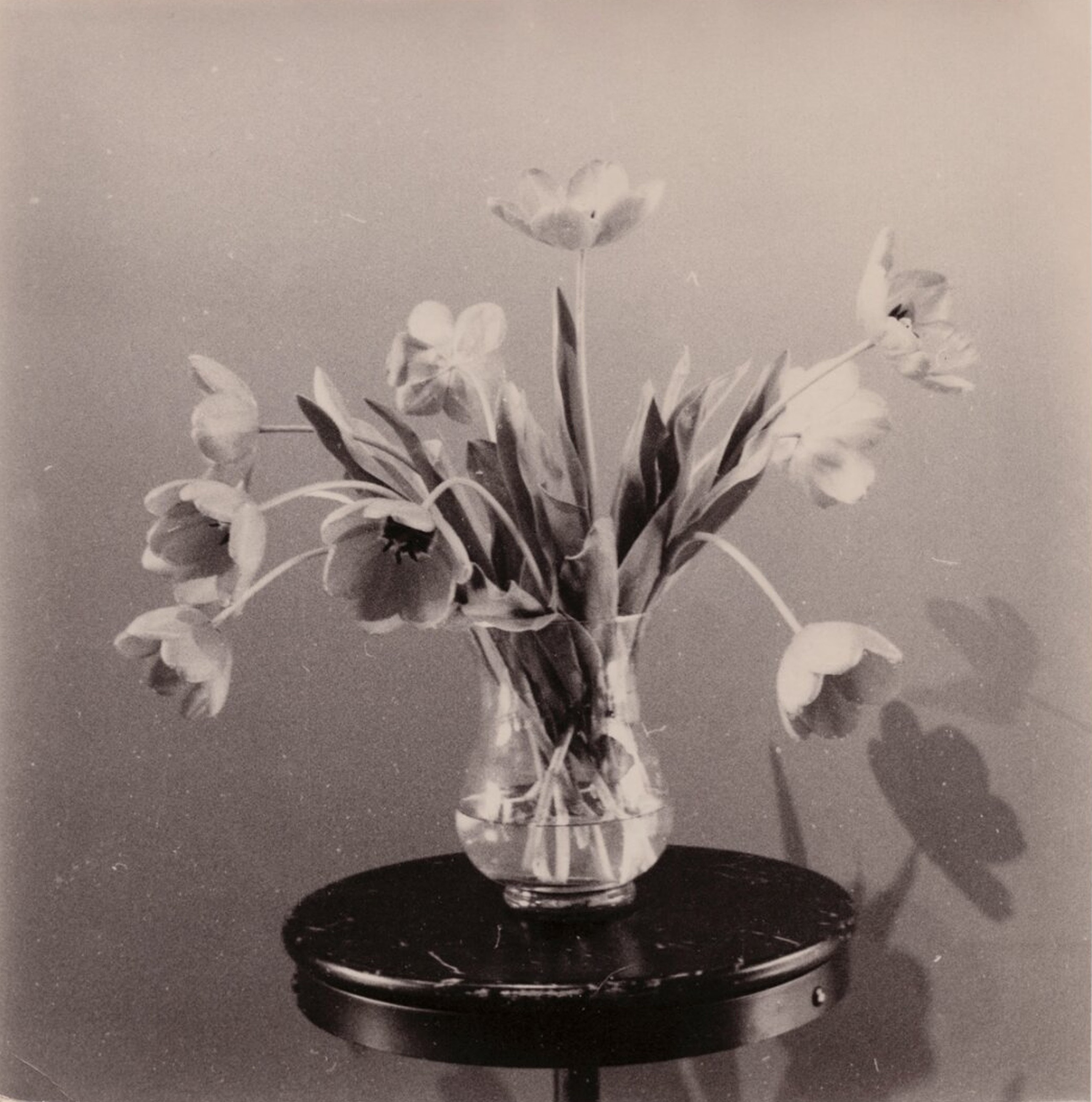 Giorgi Shengelia, Museum Flowers Giorgi Shengelia, Museum Flowers