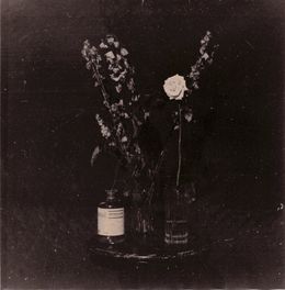 Photography, Museum Flowers, Giorgi Shengelia
