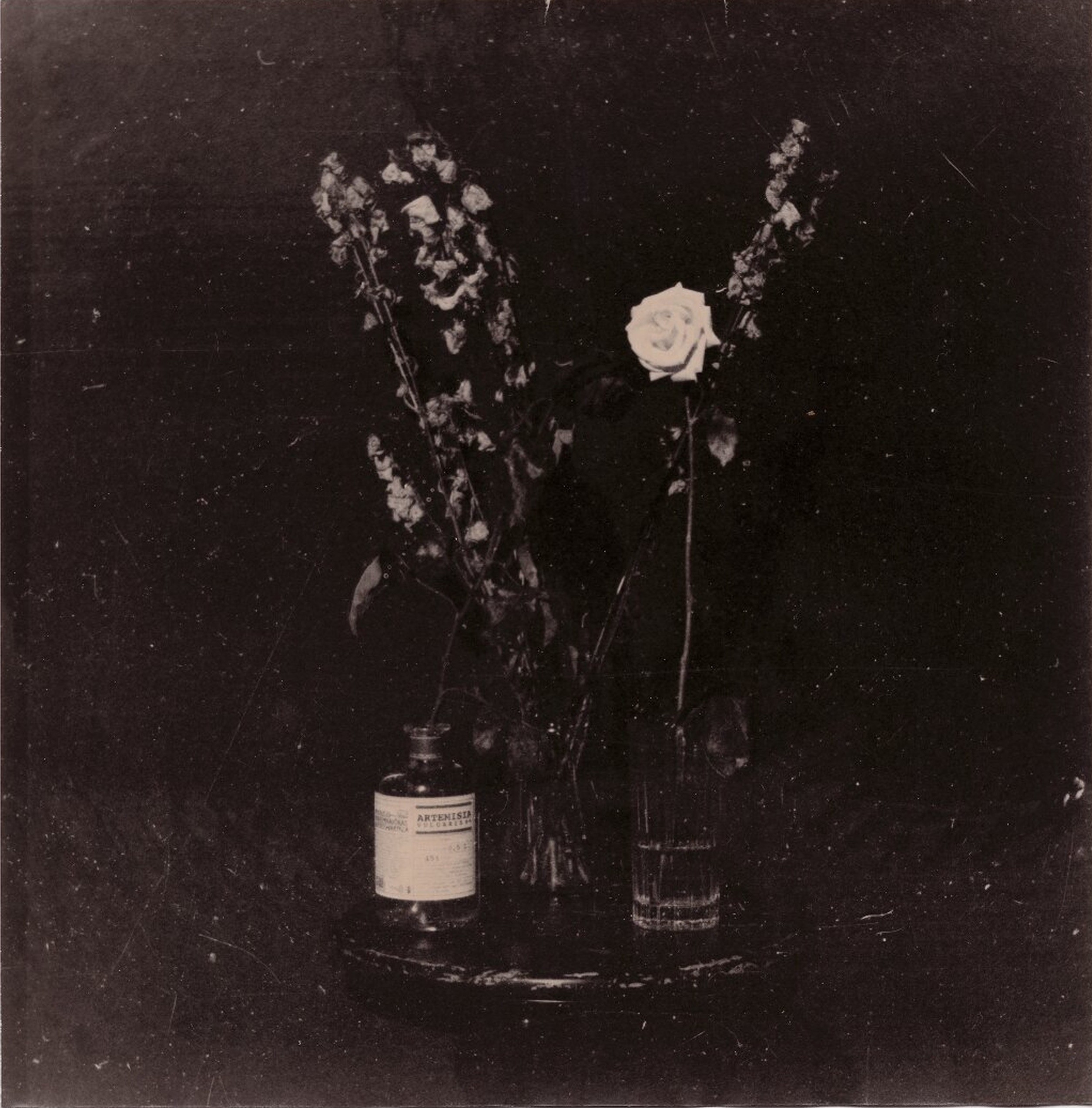 Giorgi Shengelia, Museum Flowers Giorgi Shengelia, Museum Flowers