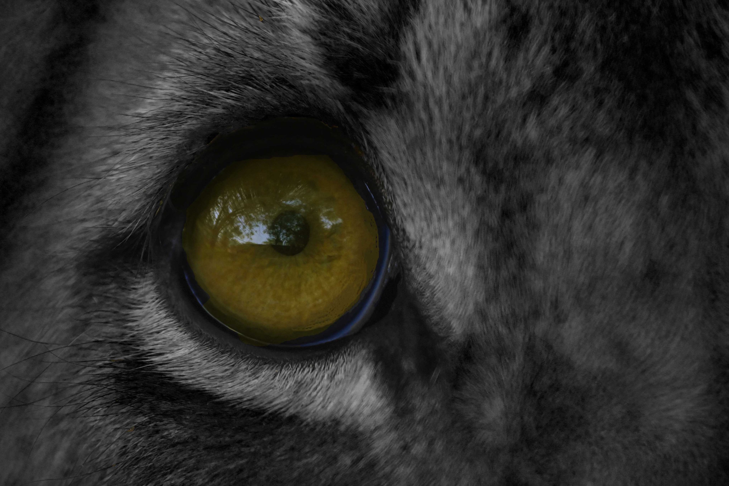 Dominique Leroy, Oeil de lion blanc. Afrique Tanzania Dominique Leroy, Oeil de lion blanc. Afrique Tanzania